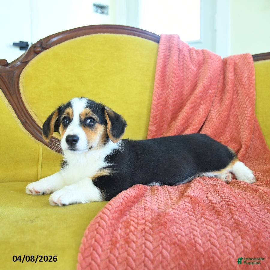 Welsh Corgi Pembroke dogs Toola - Ad 1