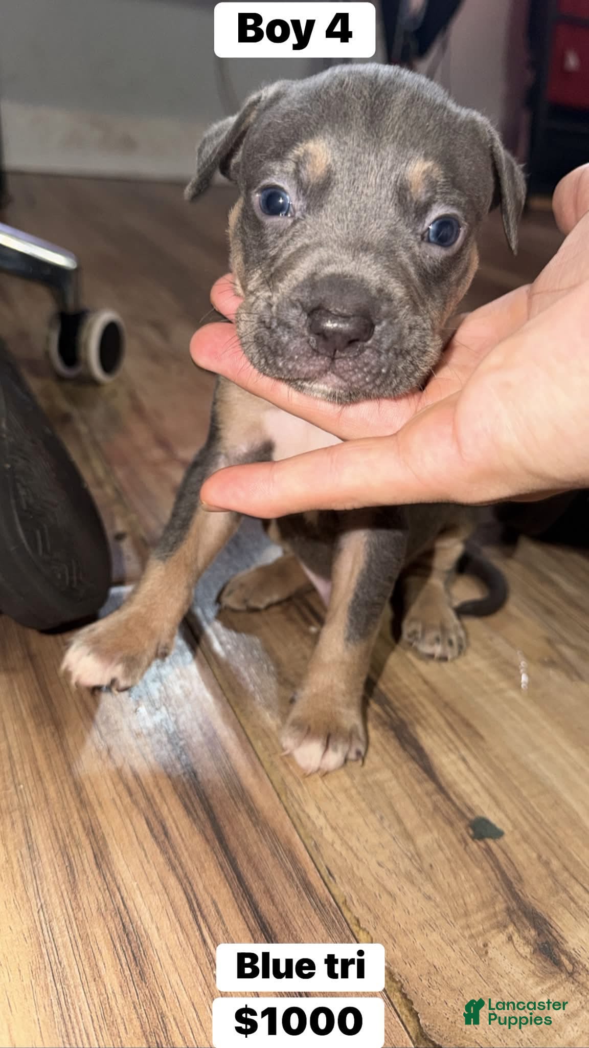 Mixed Breed dogs Puppy 2 - Ad 40
