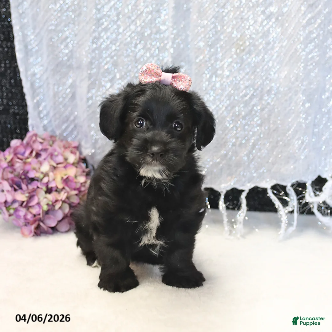 Yorkiepoo dogs for sale: Ruby - Ad 1