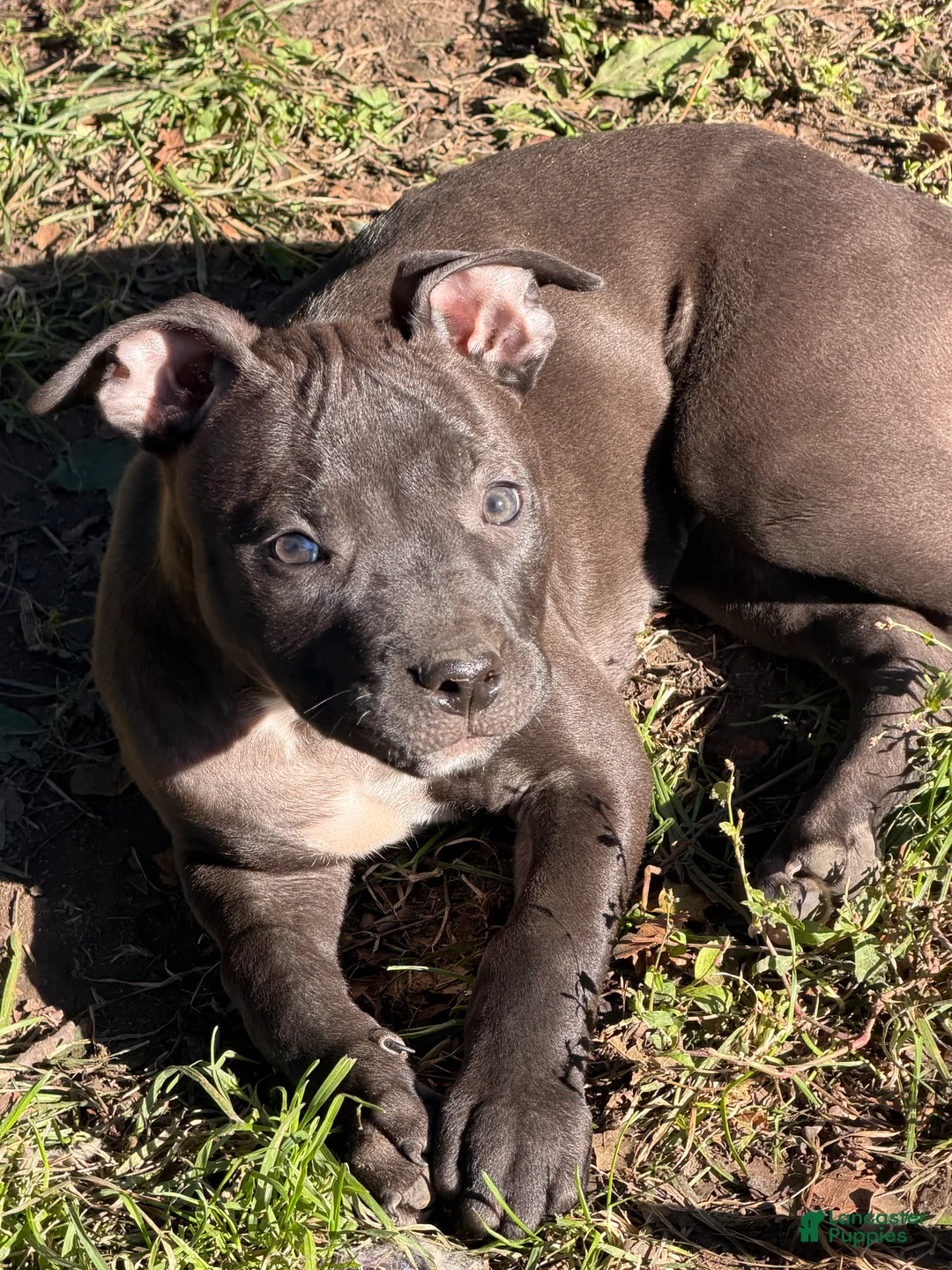 American Bully dogs for sale: American Bully 3.  Cassie - Ad 2