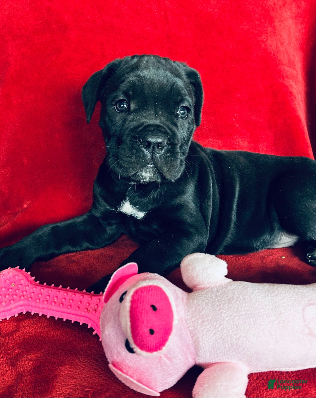 Cane Corso dogs for sale: Cane Corso Puppy 1 - Ad 8