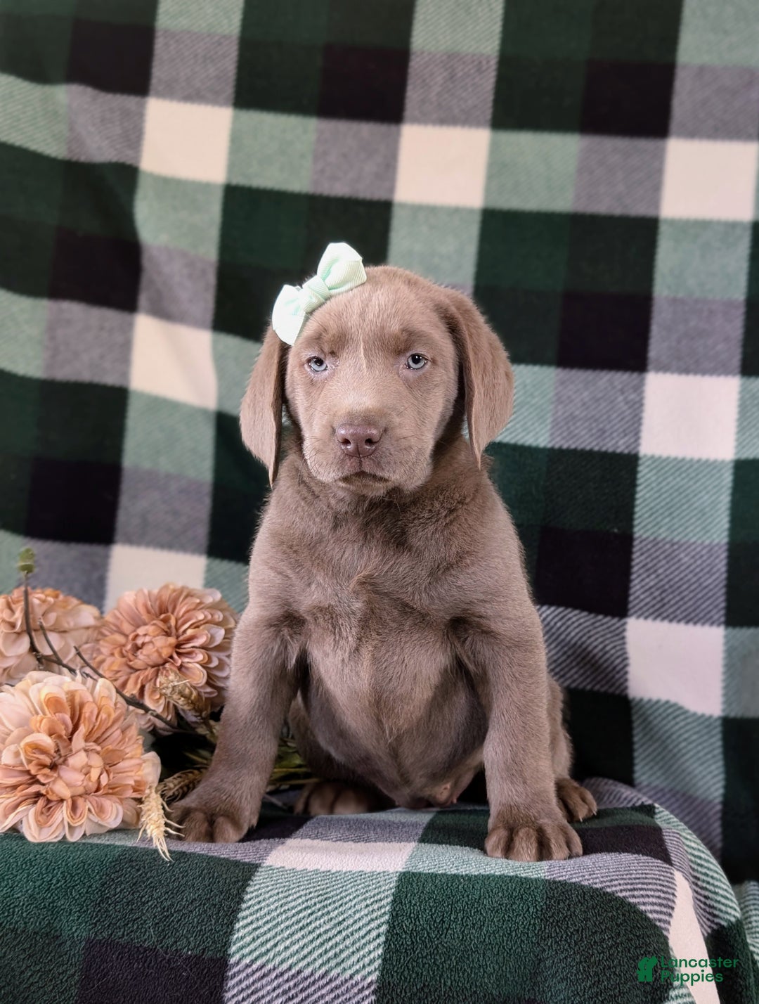 Labrador Retriever dogs for sale: Dori AKC Silver Lab - Ad 5