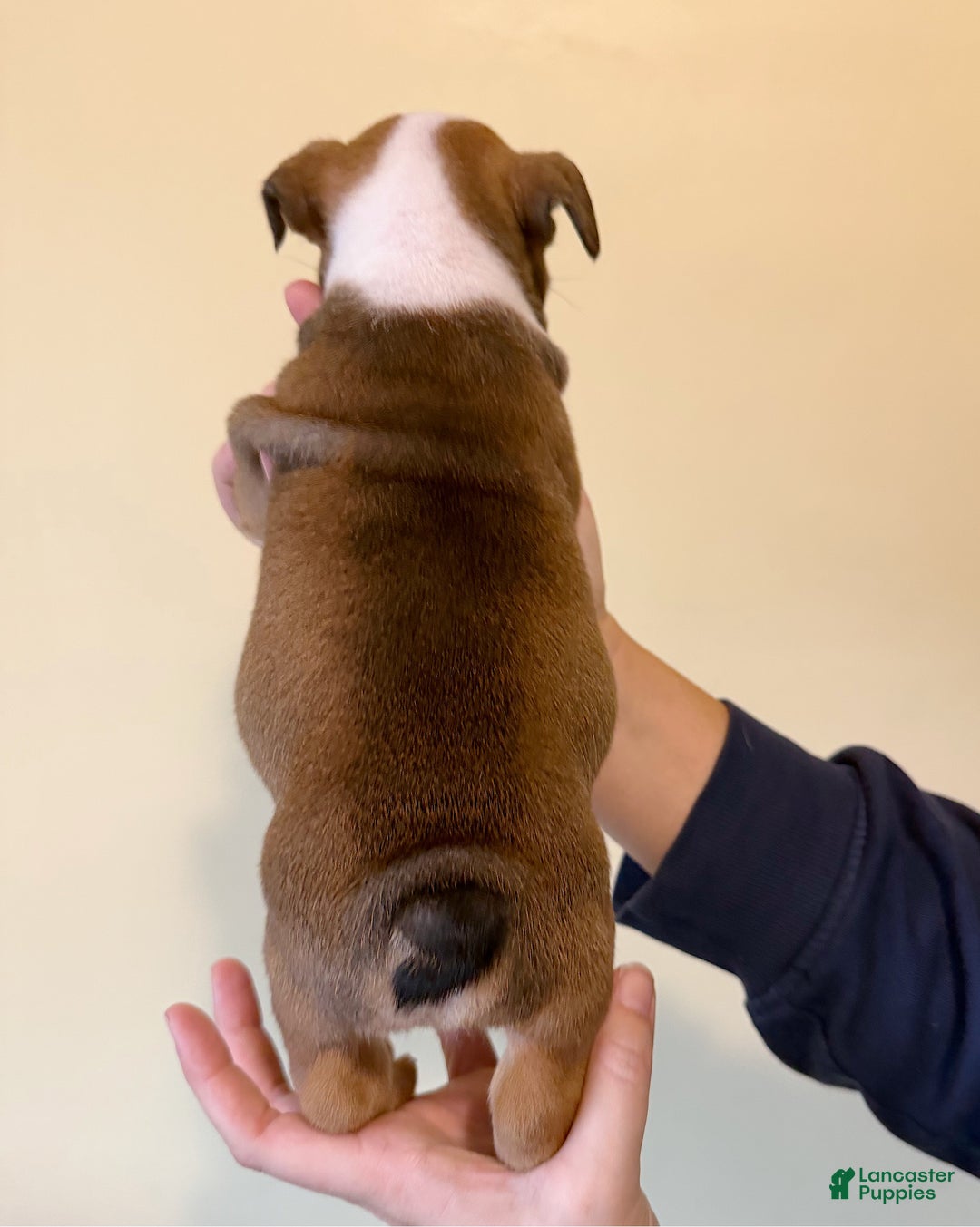 English Bulldog dogs for sale: Cookie - Ad 9