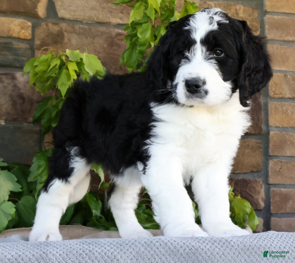 Saint Berdoodles dogs Ivy - Ad 2