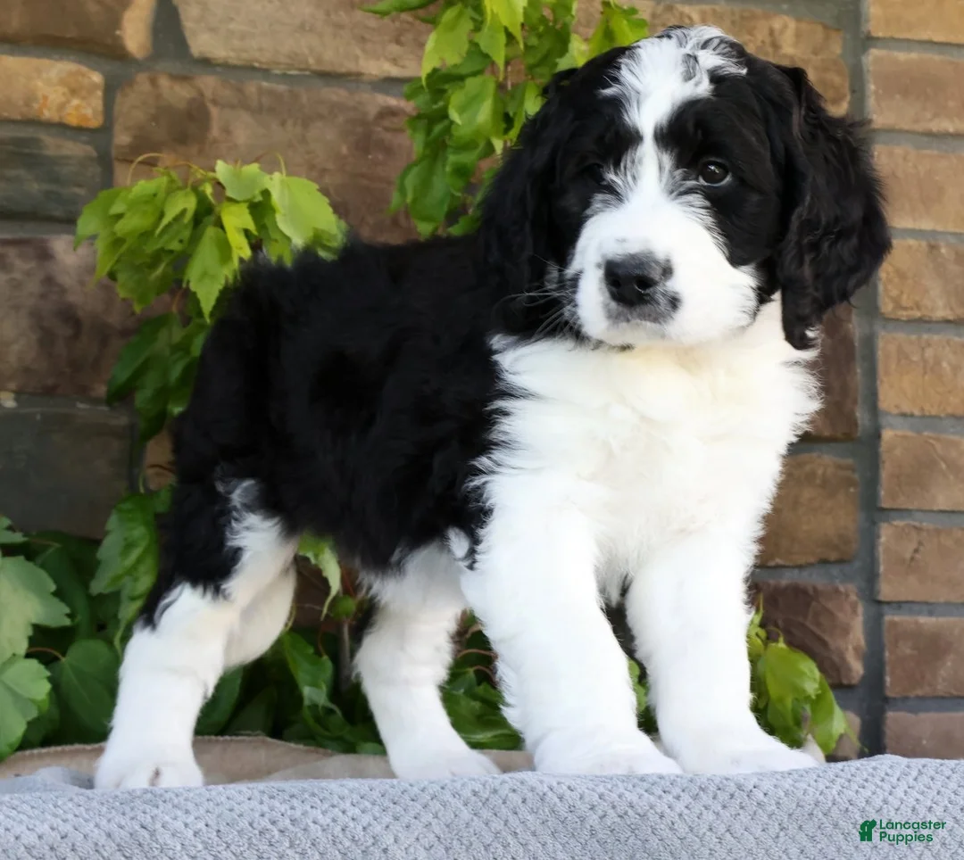 Saint Berdoodles dogs for sale: Ivy - Ad 2
