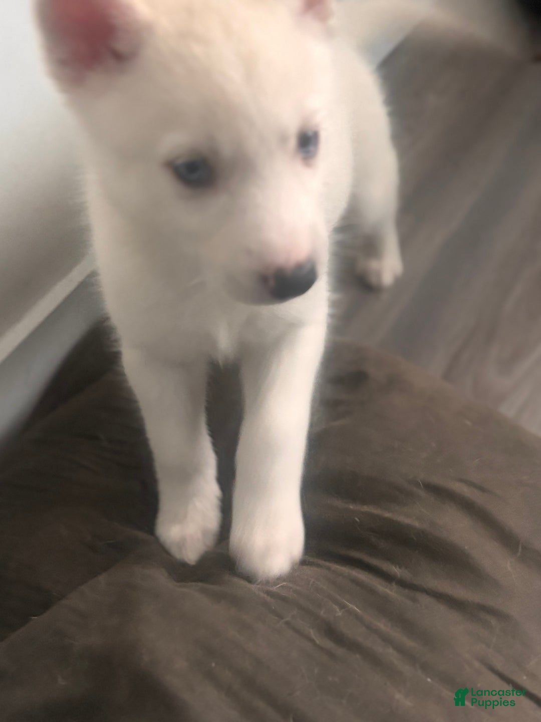 Pomsky dogs for sale: Biscuits  - Ad 22