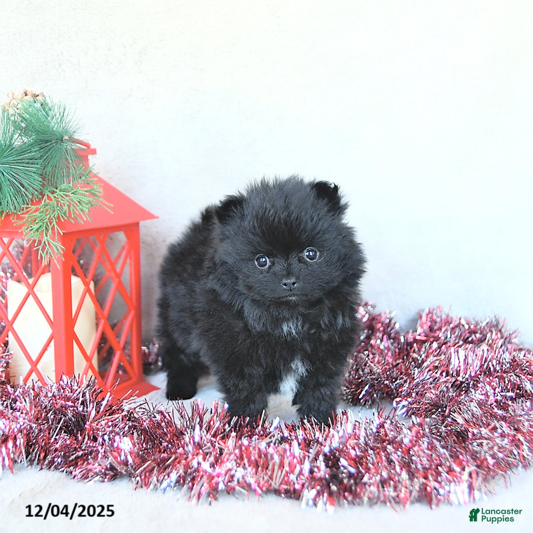 Pomeranian dogs for sale: Tinsel EXTRA SMALL - Ad 3