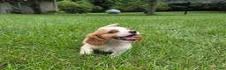 Cavalier King Charles Spaniel dogs for sale: Rider - Ad 12