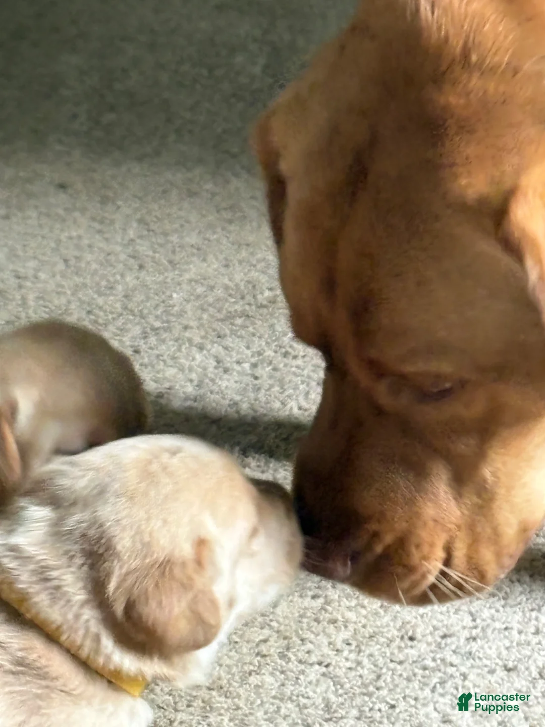 Labrador Retriever dogs for sale: Bluey - Ad 2