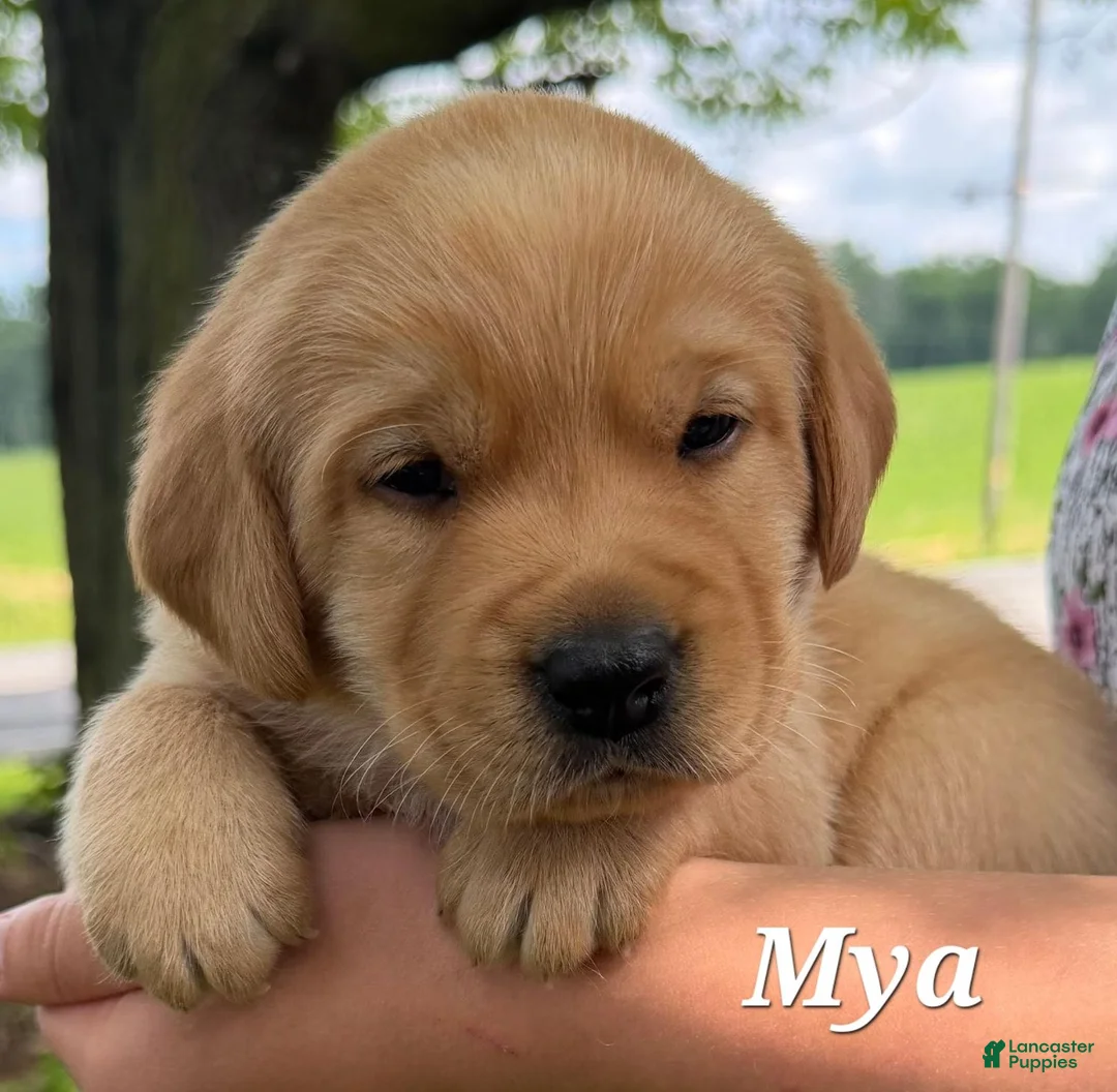 Labrador Retriever dogs for sale: Mya - Ad 1