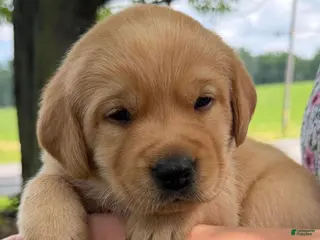 Labrador Retriever dogs Mya - Ad 20