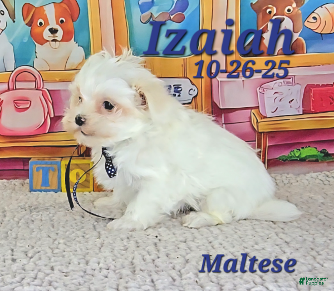 Maltese dogs for sale: Izaiah - Ad 2
