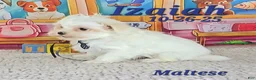 Maltese dogs for sale: Izaiah - Ad 2
