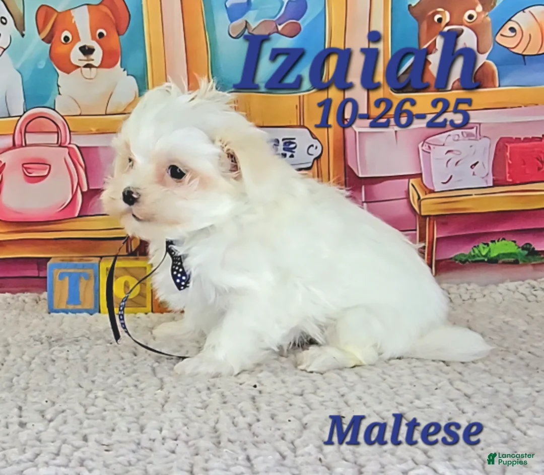 Maltese dogs for sale: Izaiah - Ad 2