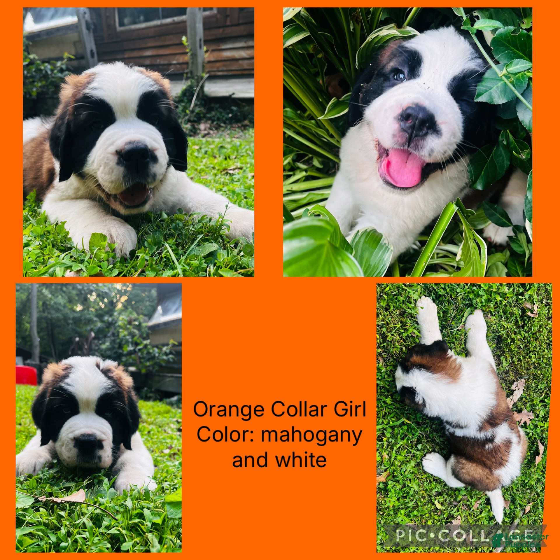 Saint Bernard dogs orange collar girl - Ad 39