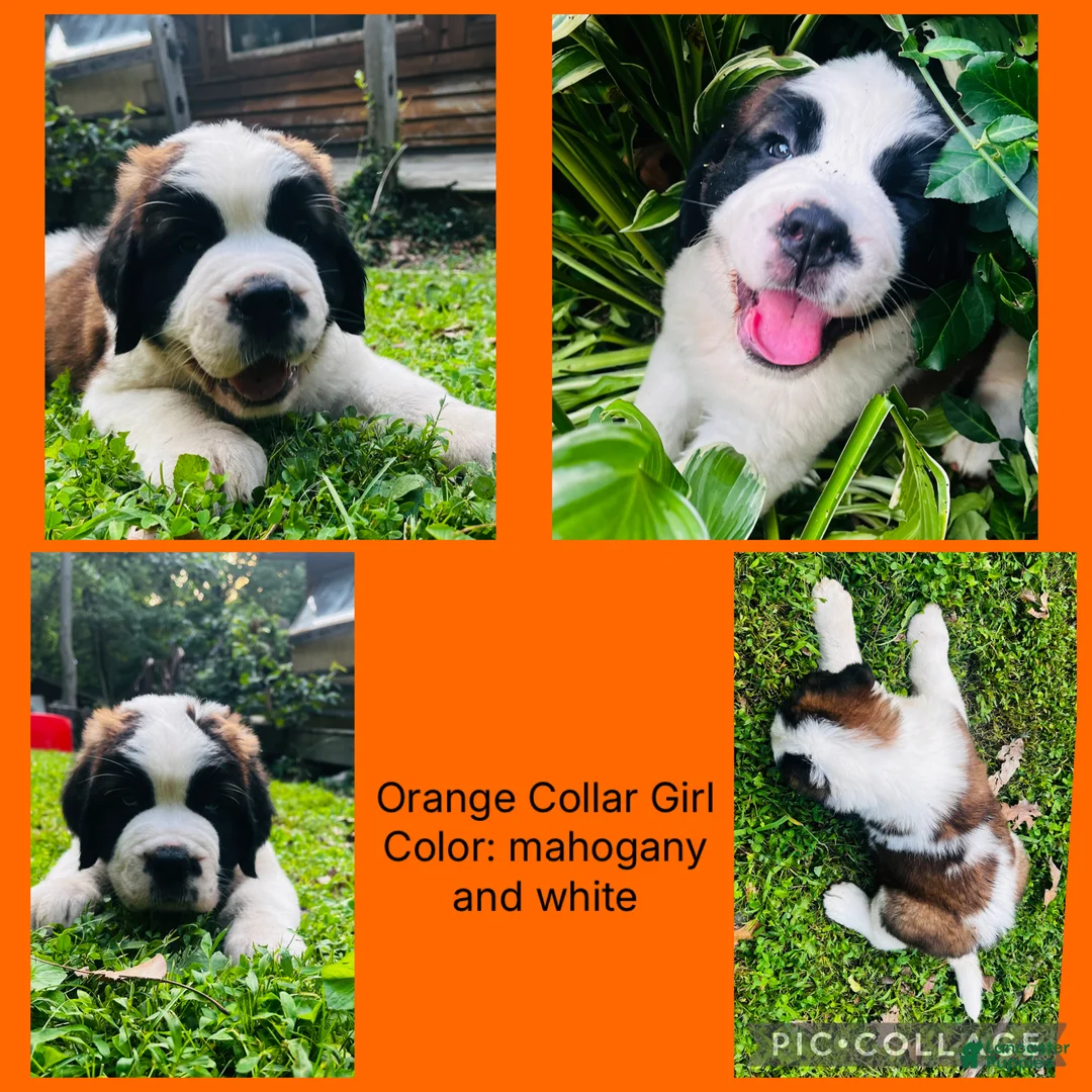 Saint Bernard dogs for sale: orange collar girl - Ad 1