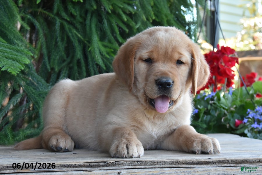 Goldador dogs Dozer - Ad 2