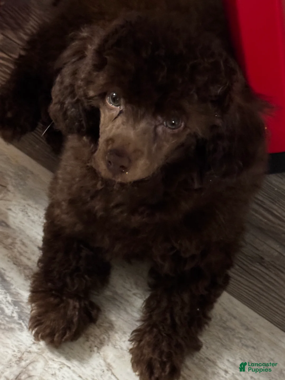 Toy Poodle dogs for sale: Toy Poodle 4 - Ad 1