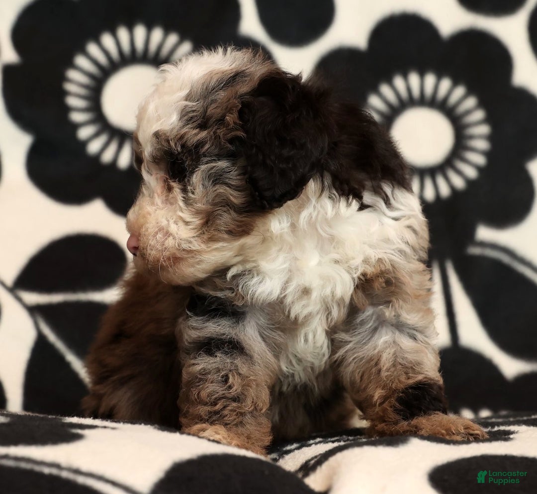 Miniature Poodle dogs for sale: Jasper - Ad 9