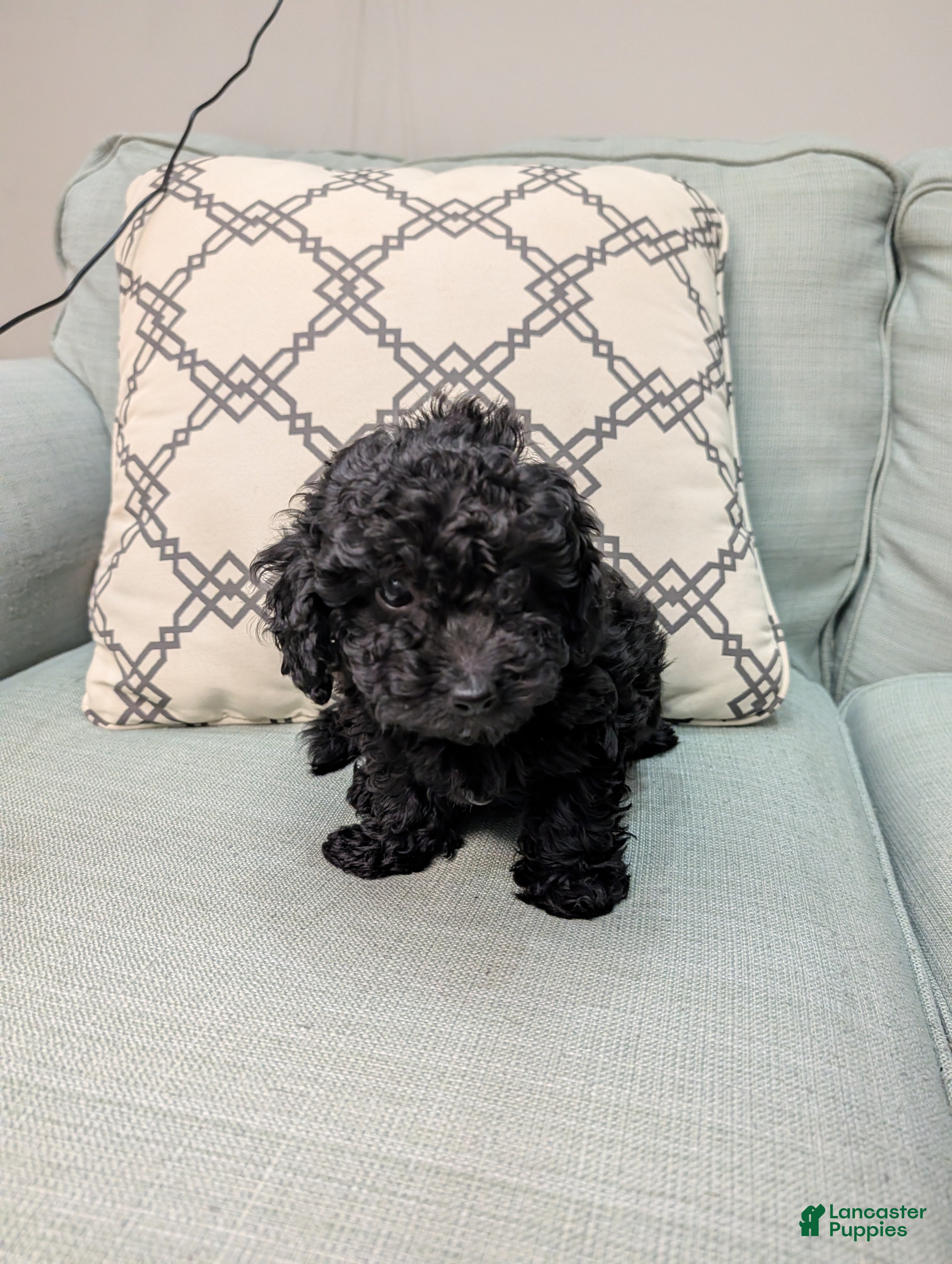 Toy Poodle dogs Bella - Ad 2