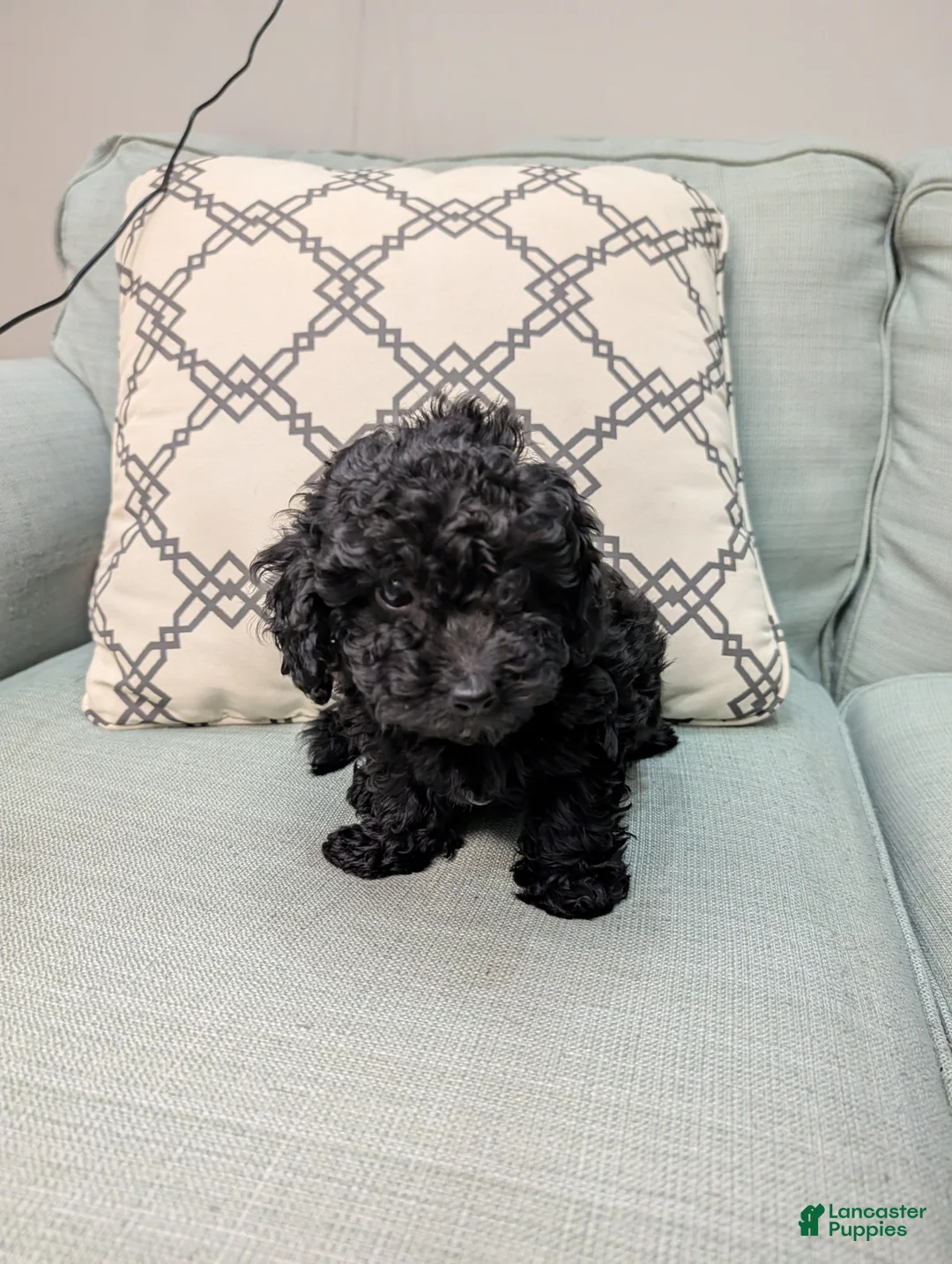 Toy Poodle dogs for sale: Bella - Ad 2