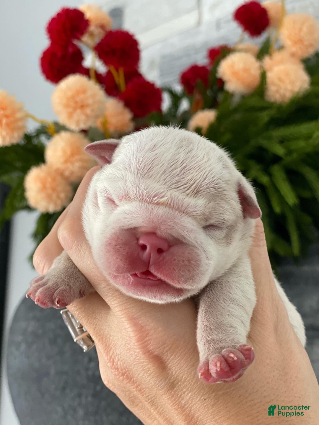 English Bulldog dogs for sale: Esmeralda - Ad 5