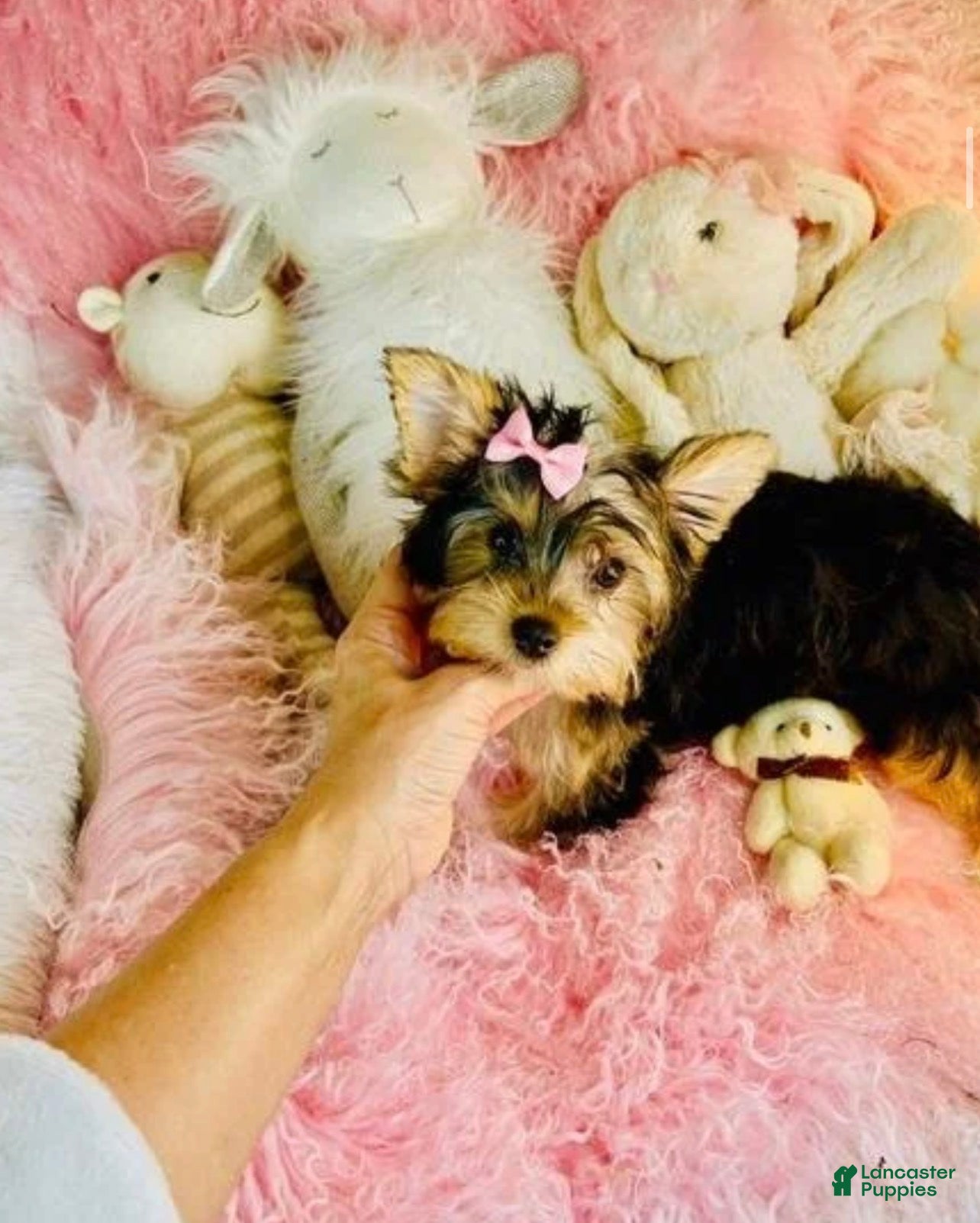 Yorkshire Terrier dogs Yorkshire Terrier   Hand delivery  - Ad 1