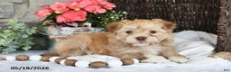 Havanese dogs for sale: Jaxon - Ad 5