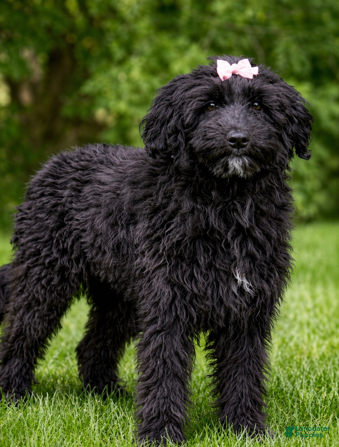 Mixed Breed dogs for sale: Patsy - Ad 6