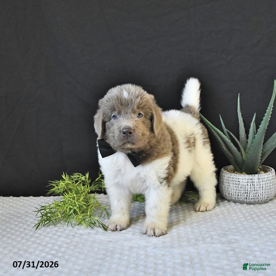 Newfoundland dogs Charles - Ad 1