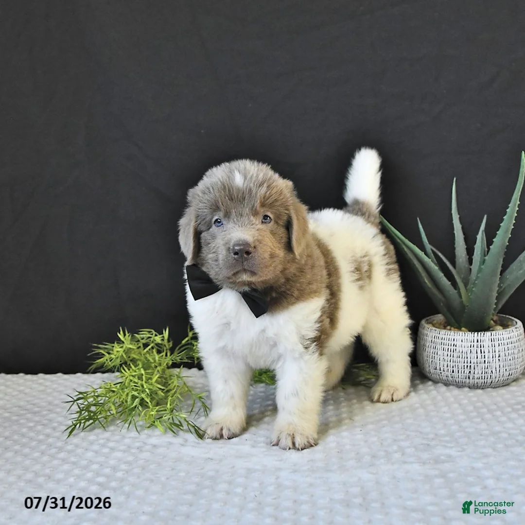 Newfoundland dogs for sale: Charles - Ad 1