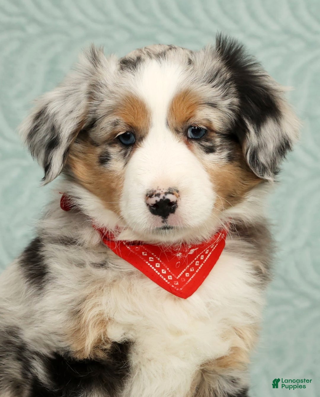 Australian Shepherd dogs for sale: River - Ad 2