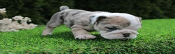 English Bulldog dogs for sale: Daisy - Ad 5