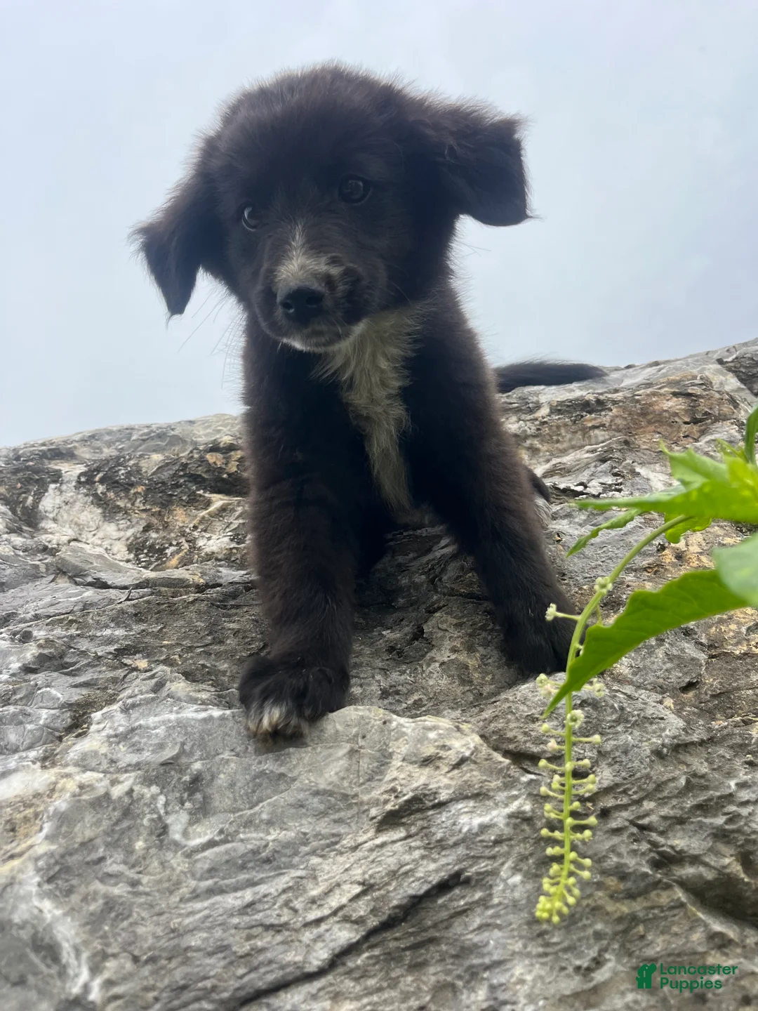 Mixed Breed dogs for sale: Mixed Breed 7 - Ad 1