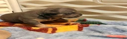 American Bully dogs for sale: Blue Tri female  - Ad 1