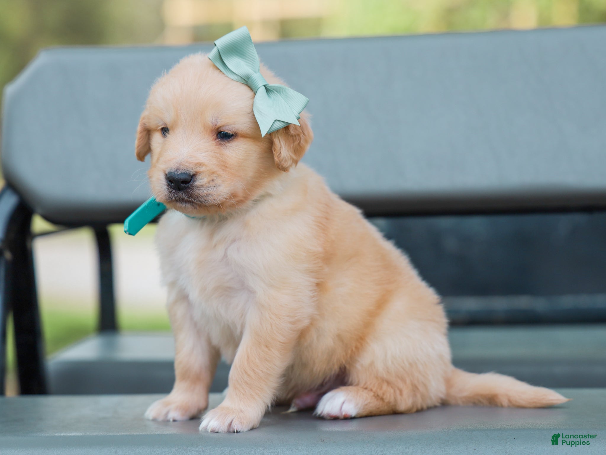 Golden Retriever dogs for sale: Ansel ACA Golden Retriever Pup - Ad 3