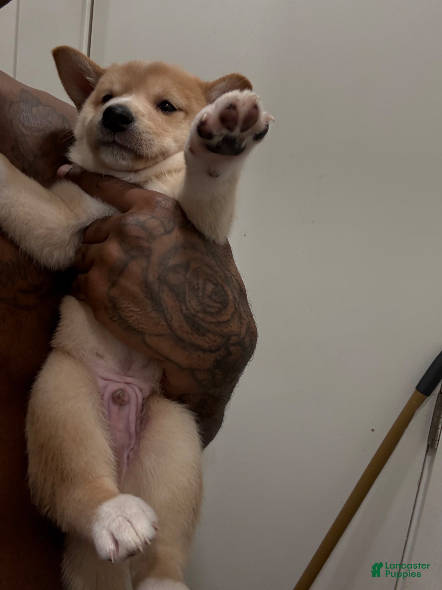 Shiba Inu dogs Chan - Ad 2