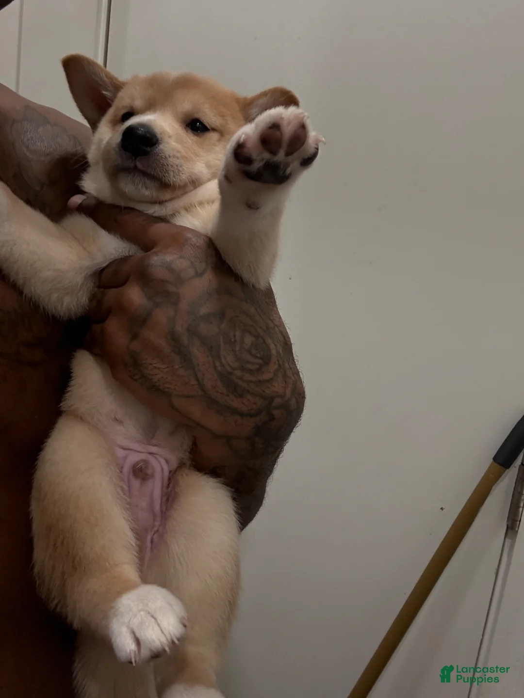 Shiba Inu dogs for sale: Chan - Ad 2