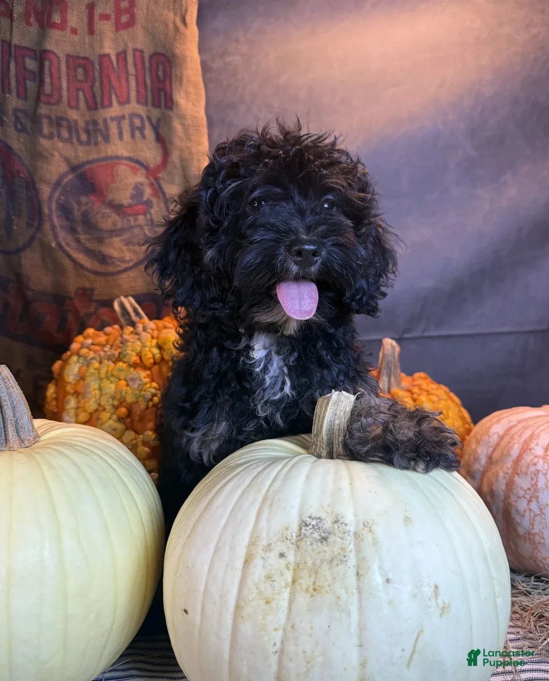 Cavapoo dogs for sale: Jasmine - Ad 1