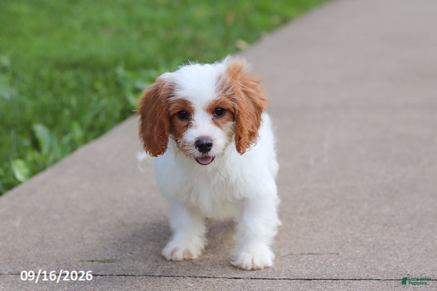 Cavapoochon dogs Hartley - Ad 2