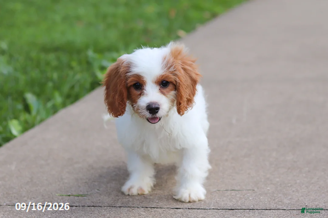 Cavapoochon dogs for sale: Hartley - Ad 2