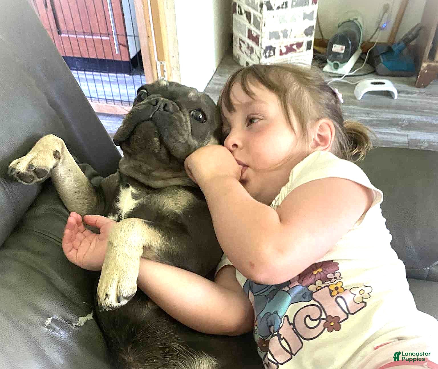 French Bulldog dogs Lady Beretta of House of Hepley - Ad 2