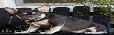 Cassandra 