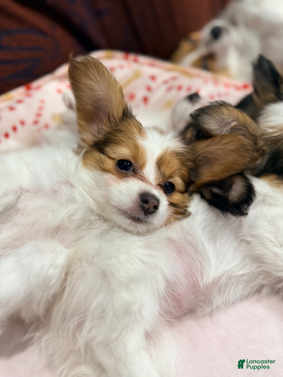 Papillon dogs for sale: Robin - Ad 2