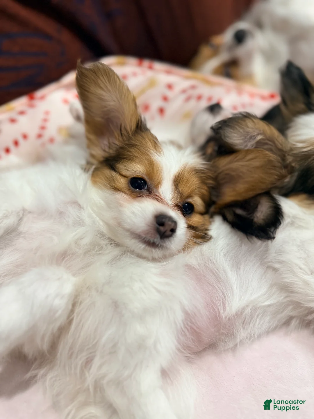 Papillon dogs for sale: Robin - Ad 6