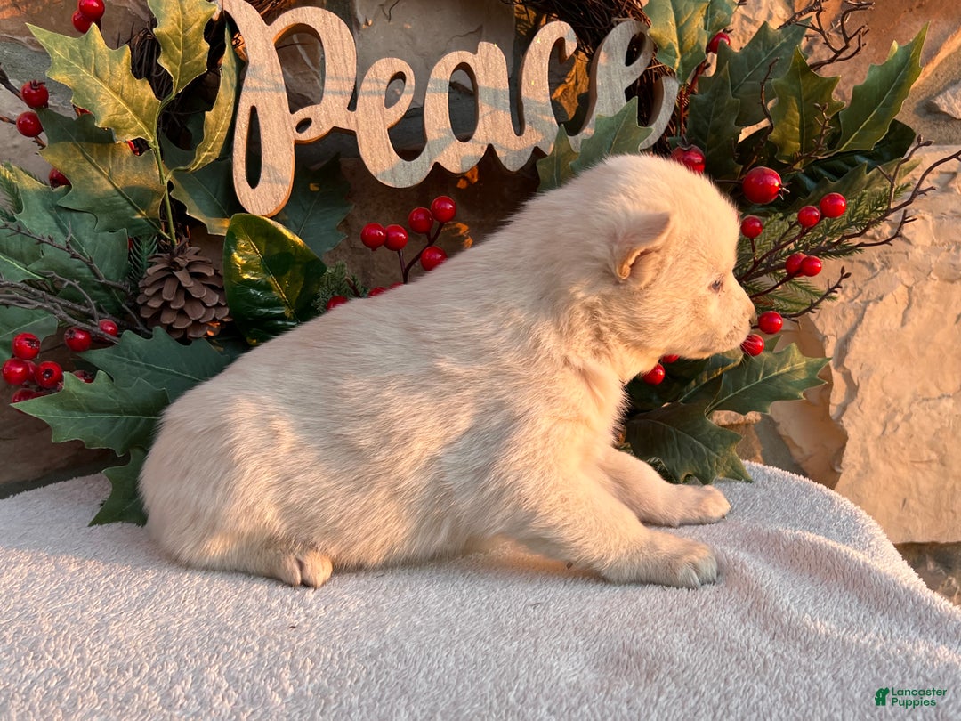 Pomsky dogs for sale: Frosty - Ad 4