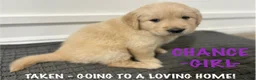 Golden Retriever dogs for sale: Golden Retriever - Chance  - Ad 1