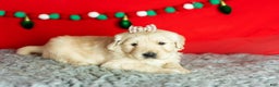 Golden Retriever dogs for sale: Sophia  - Ad 1