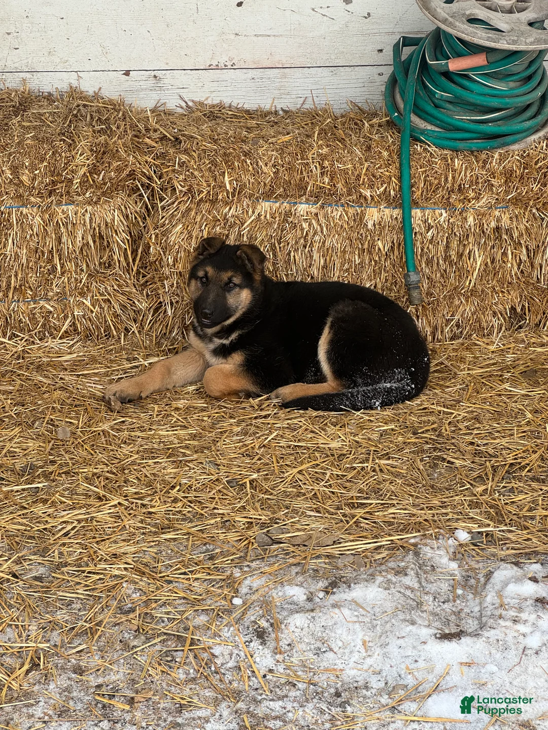 German Shepherd dogs for sale: Annie - Ad 6