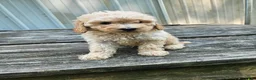 Mini Goldendoodle dogs for sale: Captain  - Ad 1